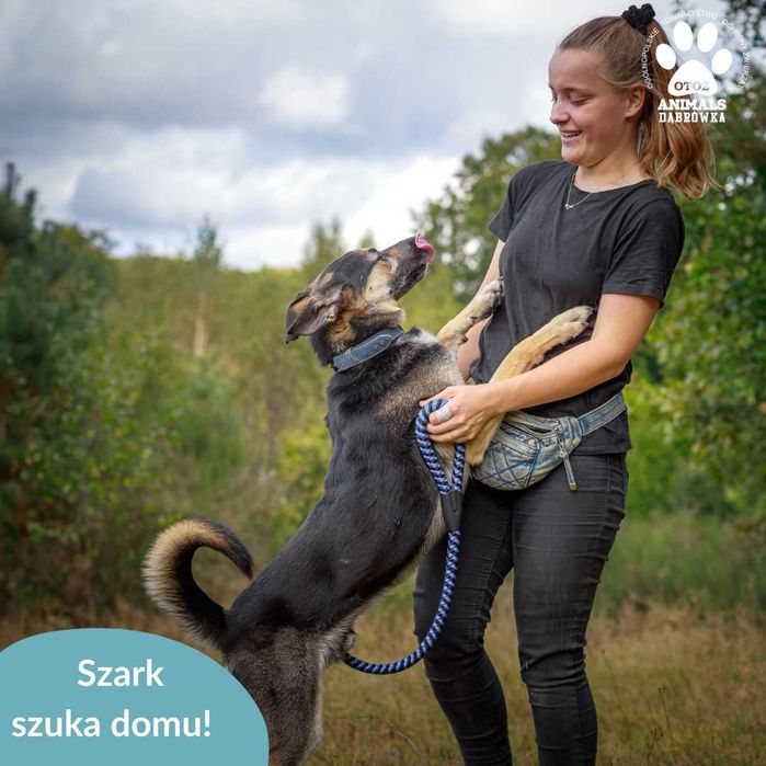 Szark szuka domu na stałe