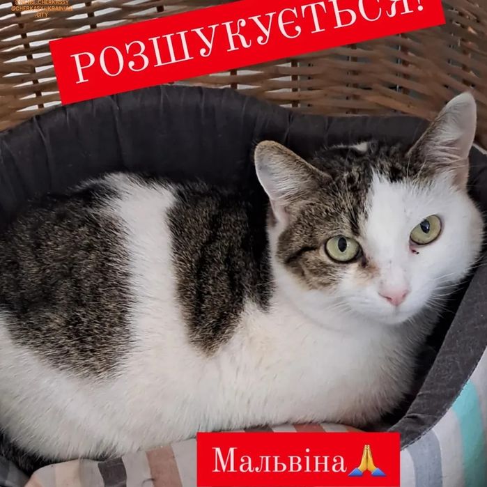 РОЗШУКУЄТЬСЯ! Прилаштована киця Мальвіна втекла р=н Казбет, Можайка