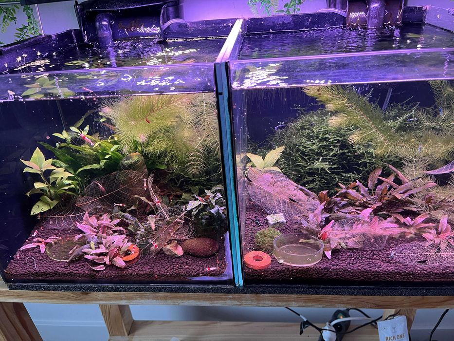 super krewetkarium
