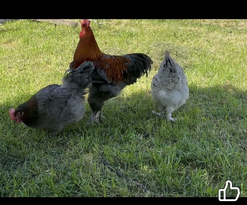 Trio marans  ovos de chocolate