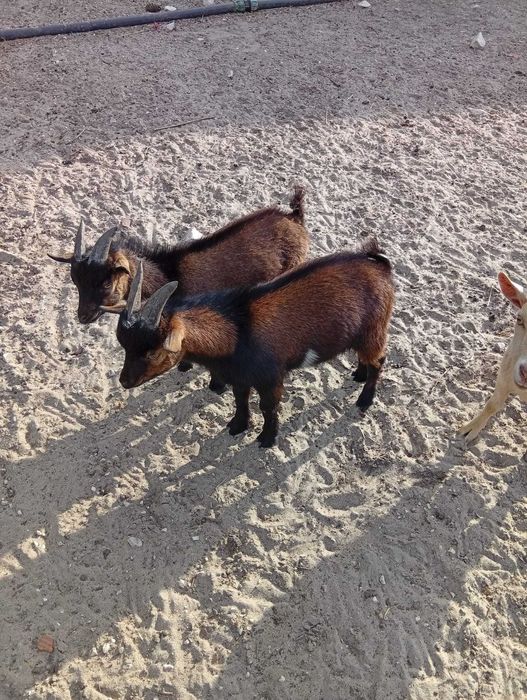 Bodes anões holandeses