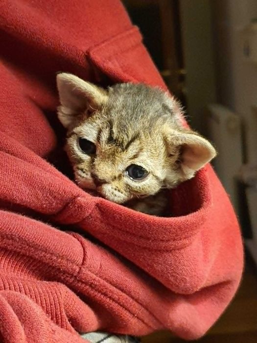 Kot Devon Rex Kociak Devon Devonek Rex Kociak Panterka
