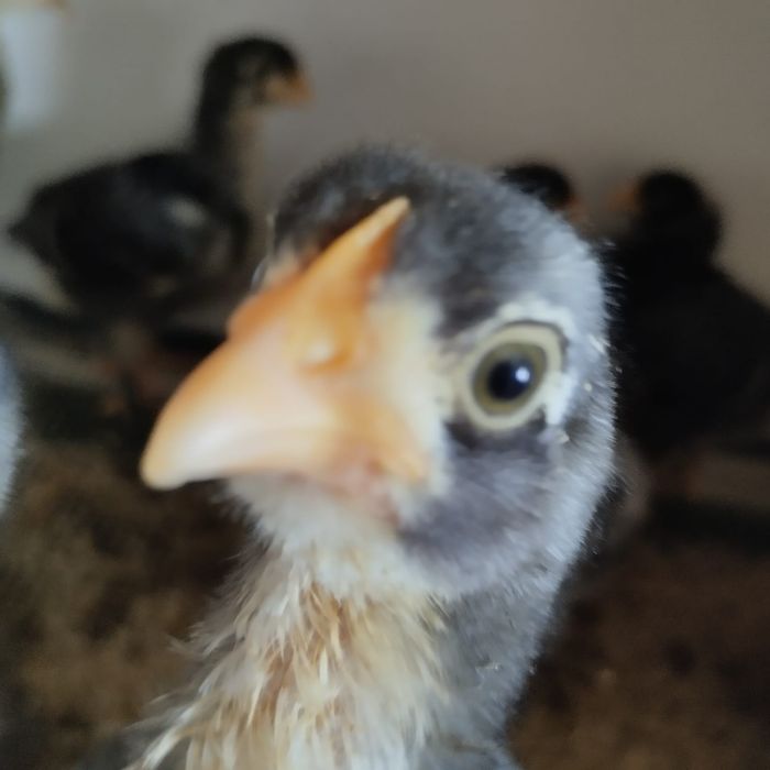 Galos e Galinhas Malines