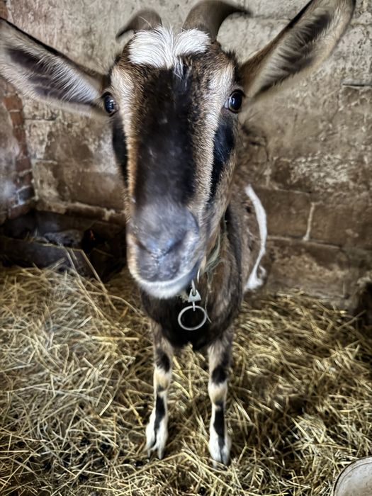 Козичка з гарантією)