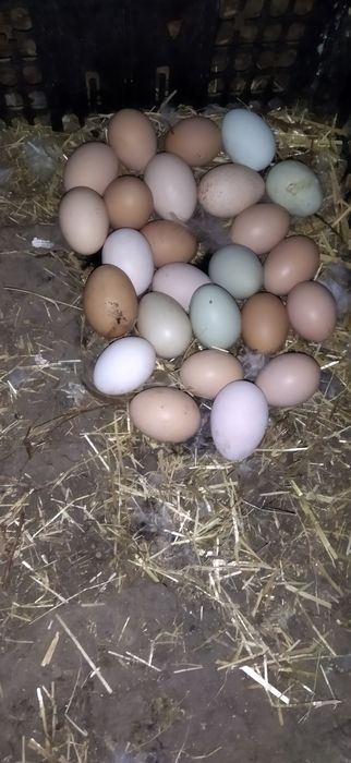 Ovos caseiros de galinhas criadas ao ar livre