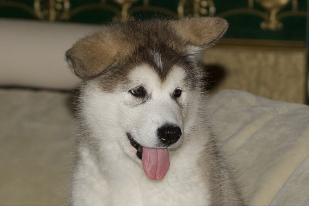 Аляскинский маламут