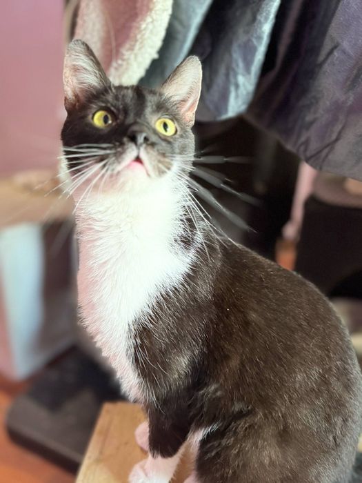 Batman i Shakira - idealny dwupak-ktoś pokocha?