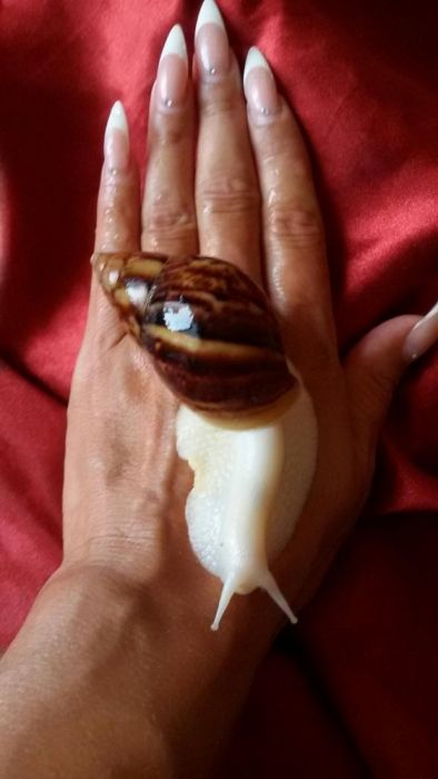 Улитки сухопутные Ахатина Белый нефрит 10 гр за улитку