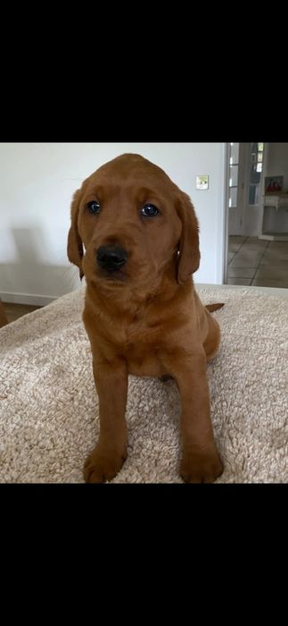 Szczniaczki po labradorze