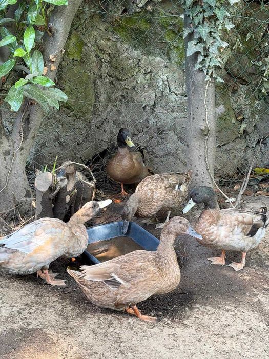 Casais de patos KAKHI CAMPBELL