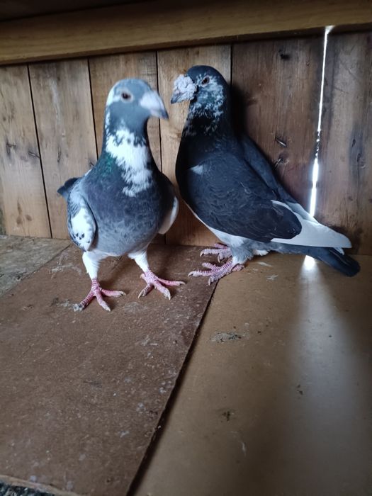 Golebie staropolskie