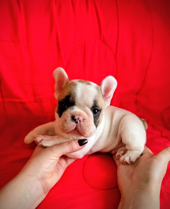 Мальчик Французского бульдога