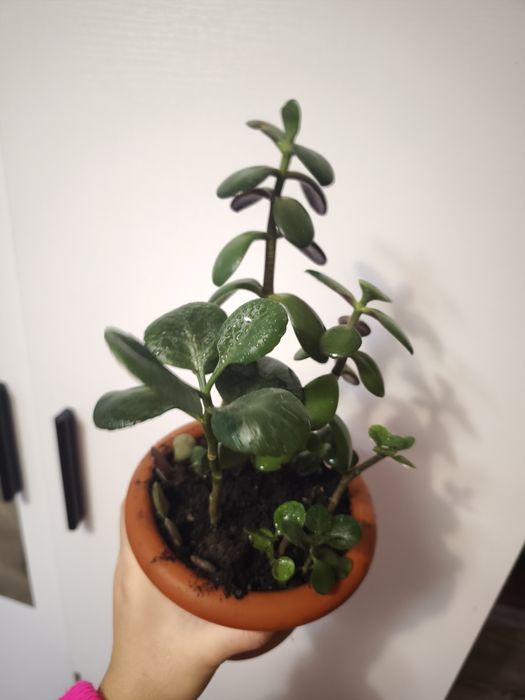 Набір рослинок грошове дерево каланхоє