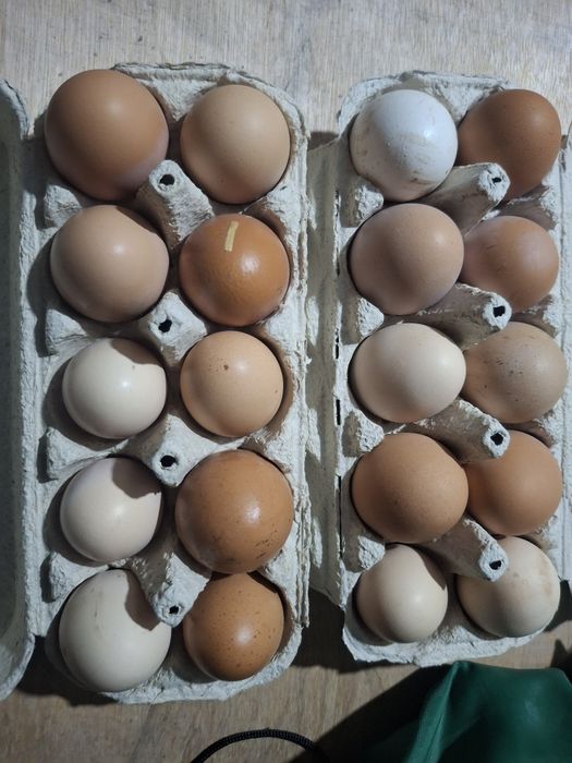 продам инкубационные яйца кур разных кросов