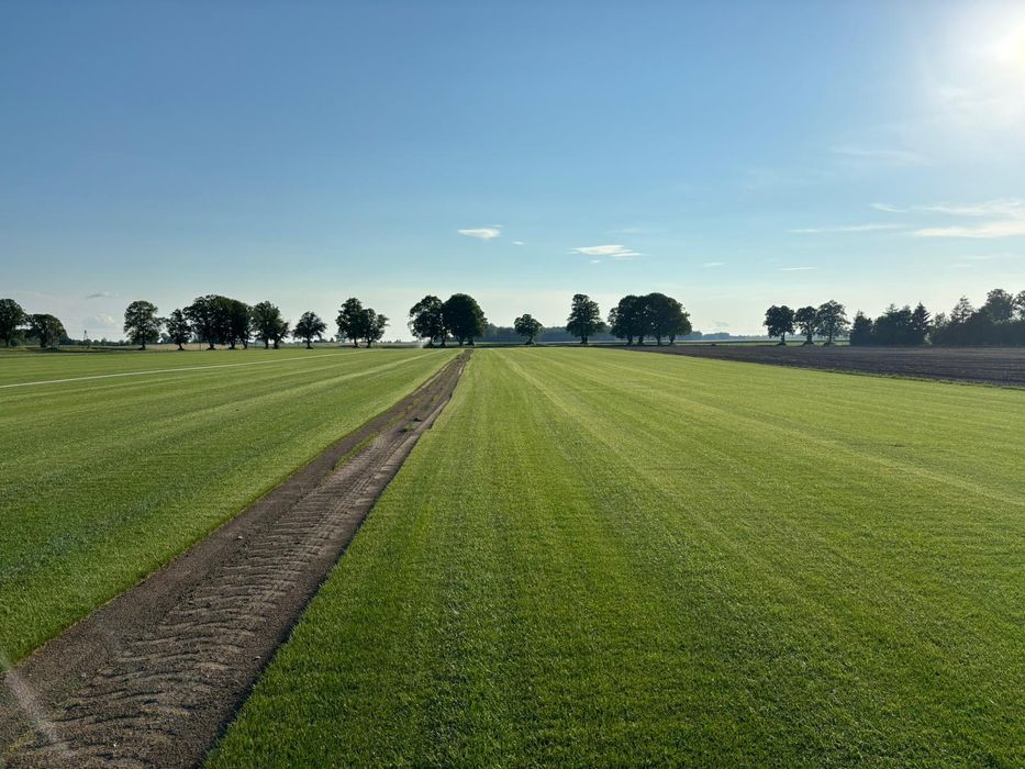 Trawa trawnik z rolki sprzedaż transport montaż wysyłki