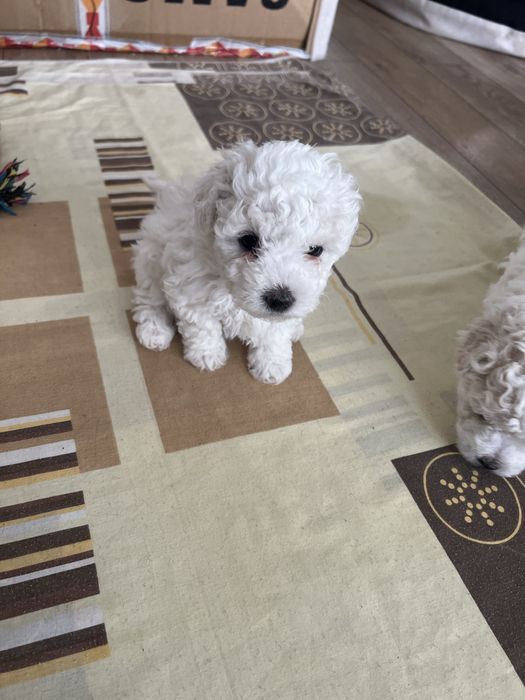 Продам  цуценя породи бішон фрізе