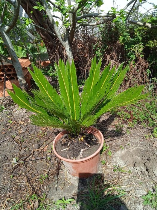 Vendo sica bonita para jardim ou em vaso grande