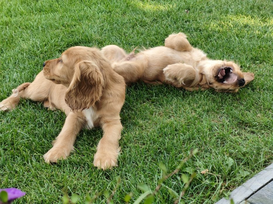Cocker Spaniel Angielski
