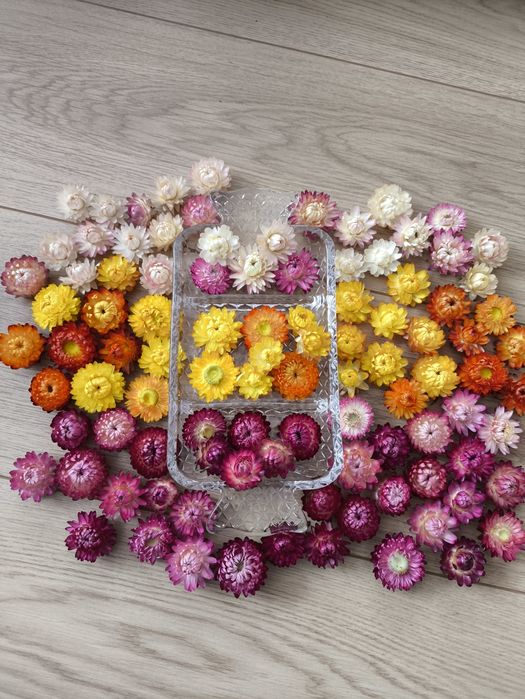 Сушені квіти (різного кольору), сухоцвіт, геліхризум ( солом'яники)