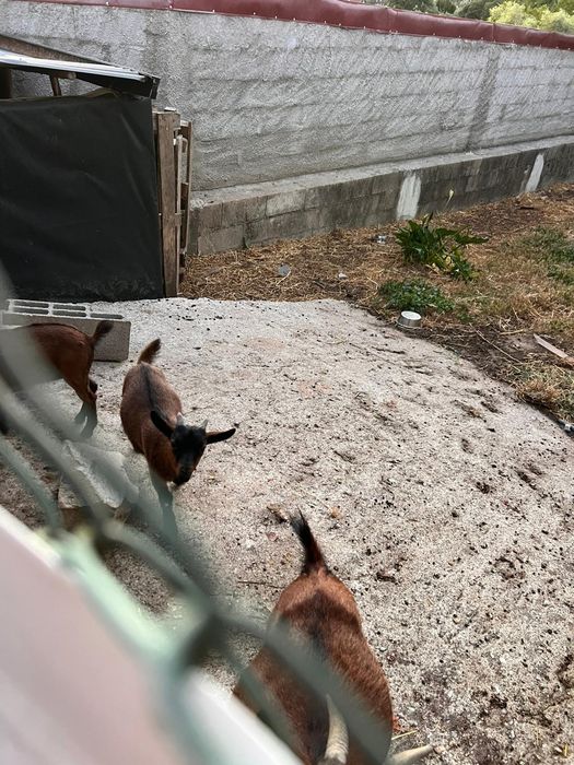 Cabrito raça anã