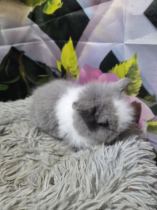 Karzełek Teddy Mini z Metryka