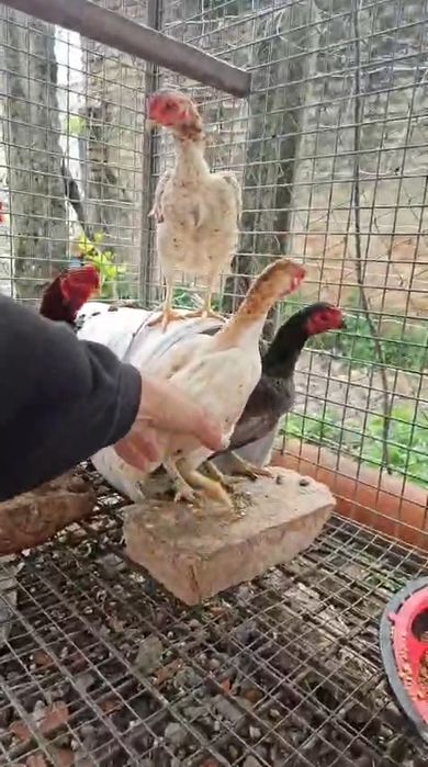 Ko shamos 4 femeas 1 macho