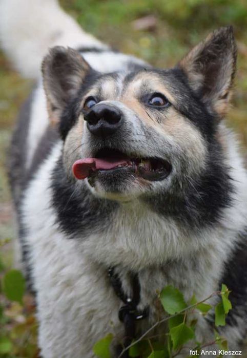 Zapomniany i niechciany Atos...