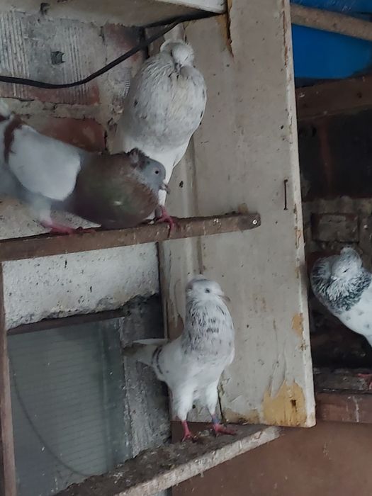 Gołebie garłacze górnosloskie