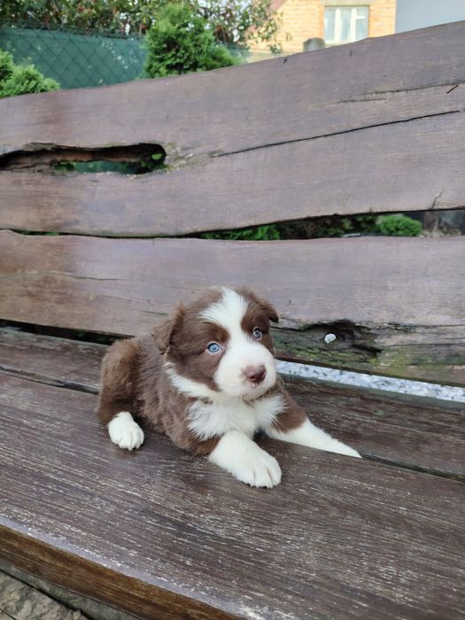 Piękna Border Collie