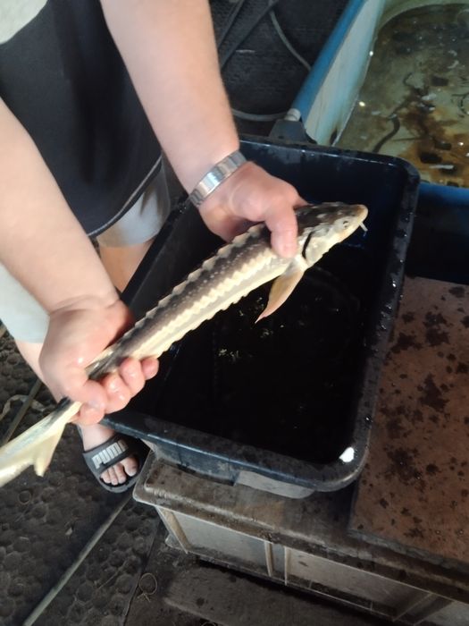 Narybek sandacz karp lin amur koi