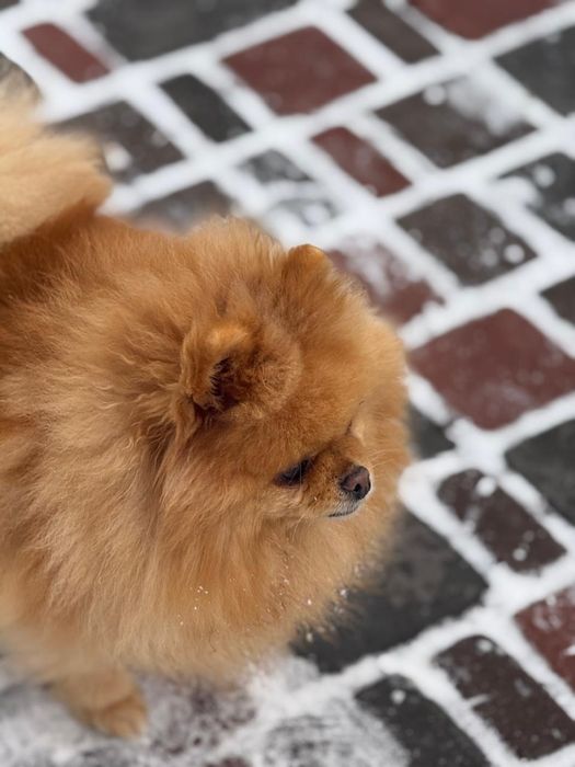 Померанський шпіц дівчинка 3,5 роки