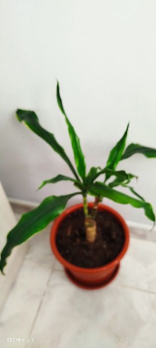 Plantas tamanho médio cada vaso 3€