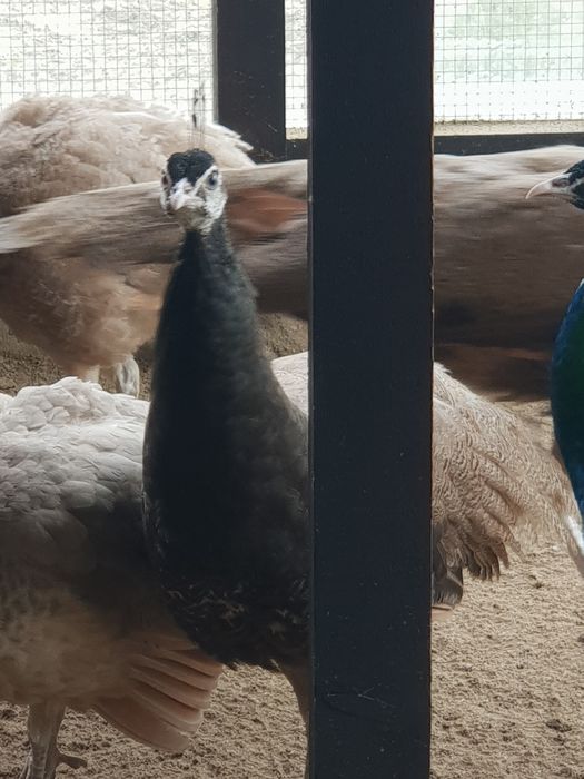 Samiec paw bufor bronz 2025