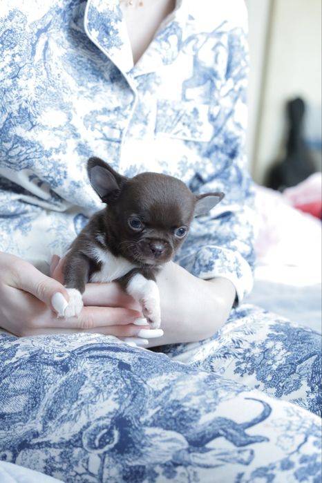 Chihuahua FCI chłopak