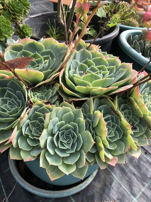 suculentas  muito bonitas