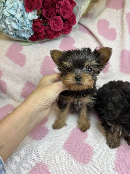 Дуже гарні міні йорки