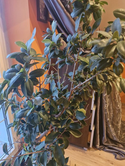 Drzewo Bonsai 130cm