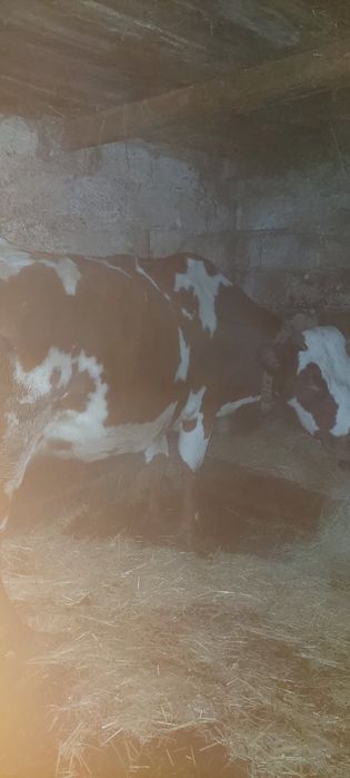 Продам корову в запуске