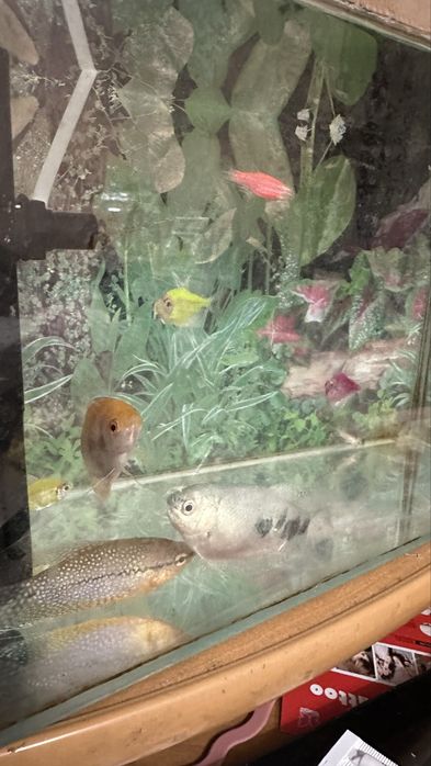 Продам акварім на 15 л з рибками та фільтром