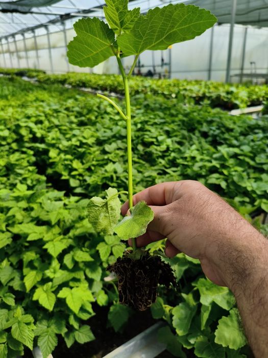 Plantas diversas de fruteiras