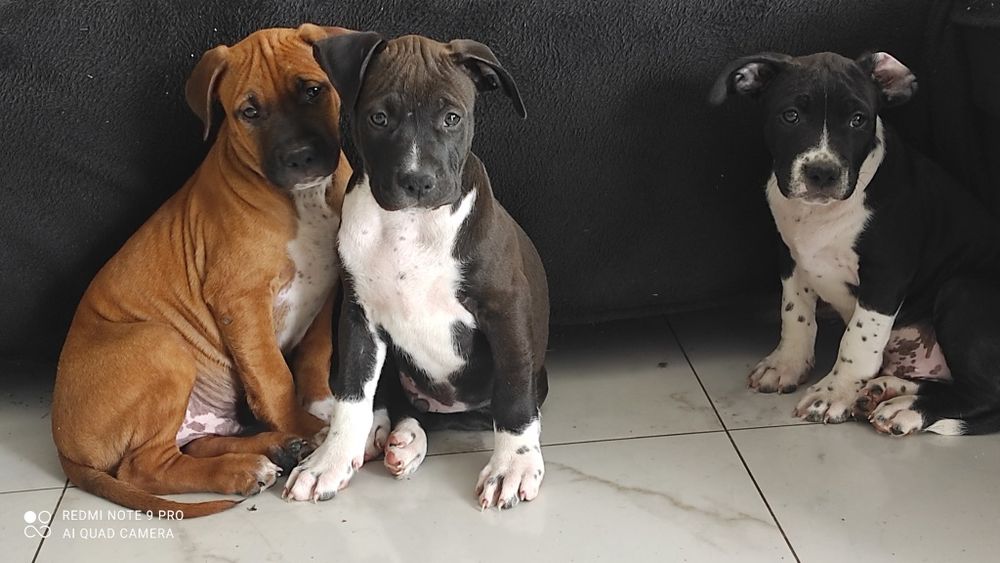 Amstaff rodowodowy