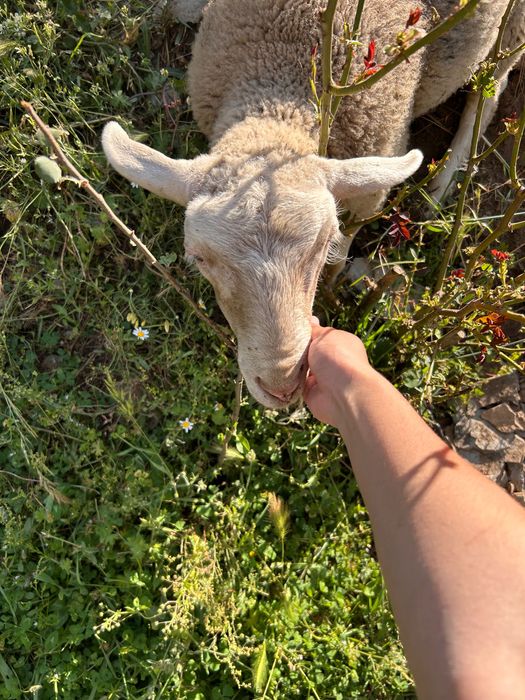 borrego macho de 4 meses