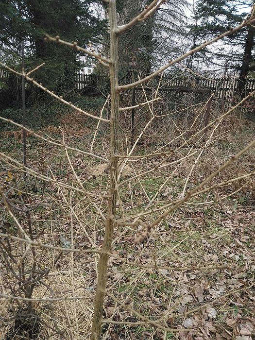 Sadzonki modrzew europejski 60-220 cm