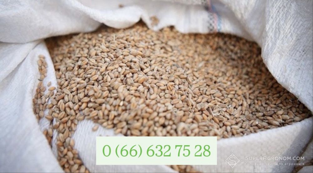 Продам пшеницю врожай 2025 року