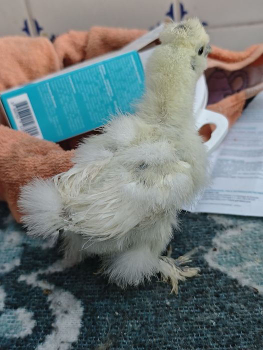 Pintos sedosa do Japão