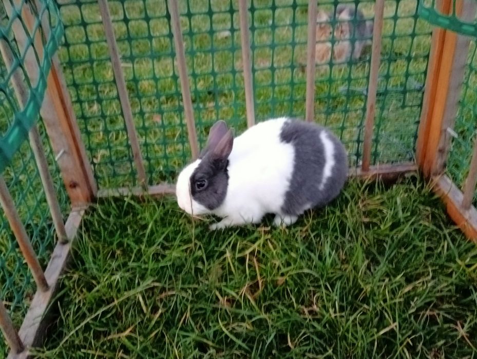 Miniaturka sprzedam