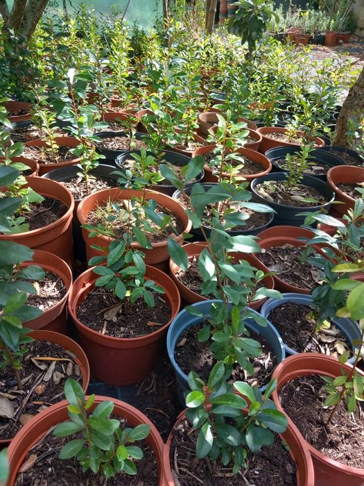Eugénias para sebes ultimas  250plantas