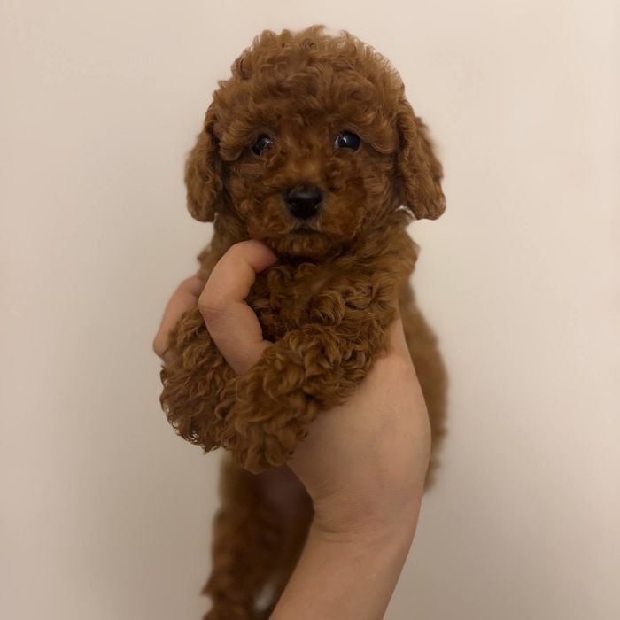 Мальтипу чудесный мини малыш ред браун