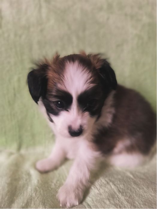 Цуценя хлопчик РАФАЕЛЛО континентальний той спаніель фален