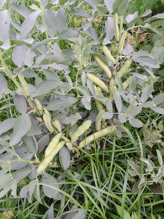 Hortícolas sempre frescas